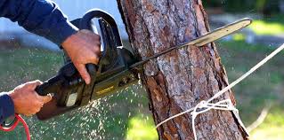 Best Lawn Maintenance Plans  in West Athens, CA