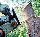 Best Arborist Consultation Services  in West Athens, CA