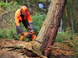 Best Tree Trimming and Pruning  in West Athens, CA