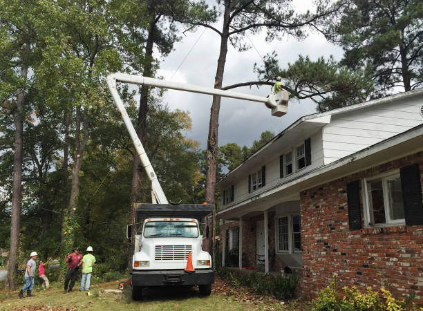 Best Utility Line Clearance  in West Athens, CA