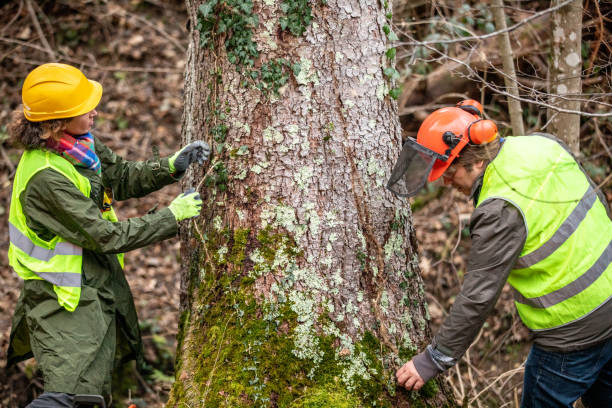 West Athens, CA Tree Care Company