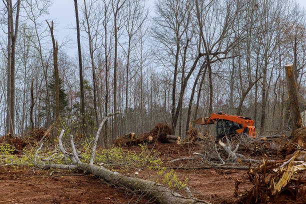 How Our Tree Care Process Works  in  West Athens, CA