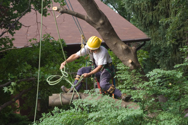 Best Lawn Mowing  in West Athens, CA