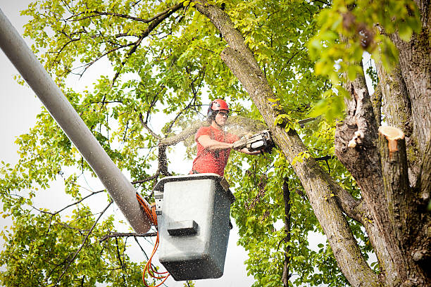 Best Tree Mulching  in West Athens, CA