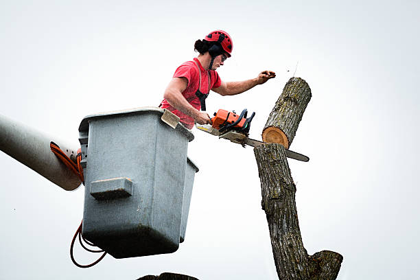 Best Tree Preservation Services  in West Athens, CA