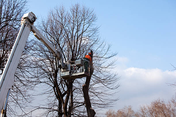 Best Leaf Removal  in West Athens, CA