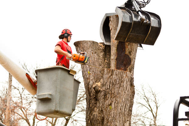 Best Emergency Tree Removal  in West Athens, CA