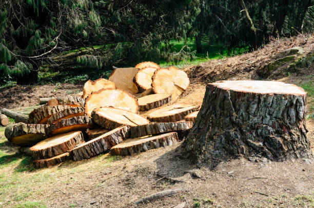 Best Seasonal Cleanup (Spring/Fall)  in West Athens, CA